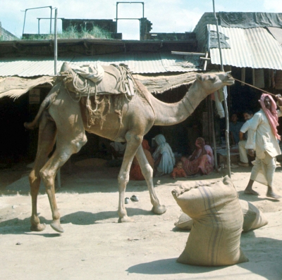 Kameltreiber in Pakistan