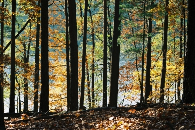 Die Farben des Waldes