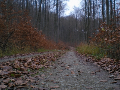 Waldweg in der Dämmerung