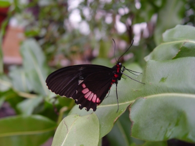 Gewöhnlicher Parides