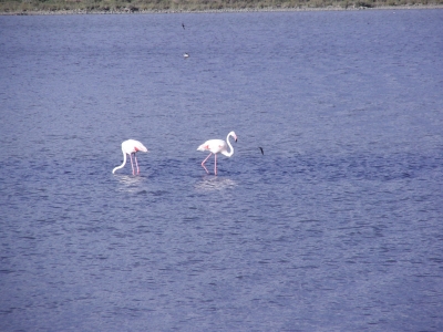 Flamingos 02