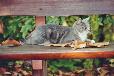 Katze auf der Bank