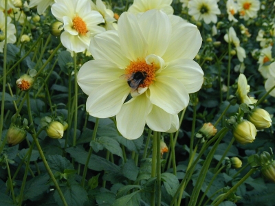 Mignondahlie mit Biene