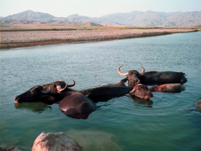 Wasserbüffel in Pakistan