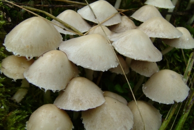 Pilze nach dem Regen 001