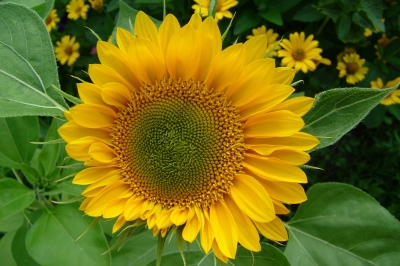 Sonnenblumen 001