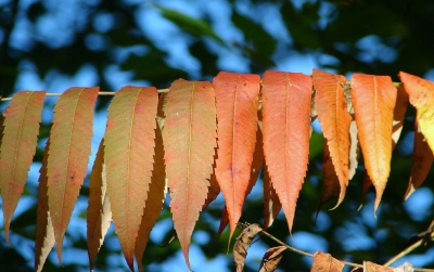 Herbst-Reihe