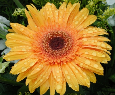 Gerbera