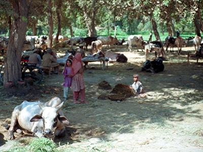 Viehmarkt in Pakistan