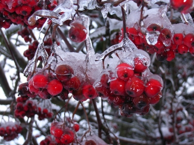 Eisbeeren