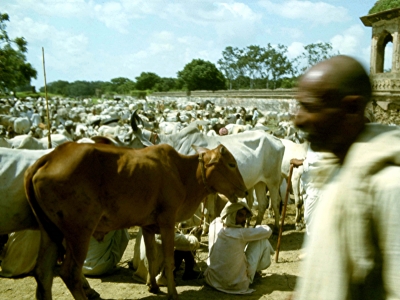 Viehmarkt in Pakistan