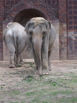 Elefant vorne und hinten