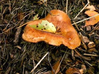 Pilz mit Birkenblatt