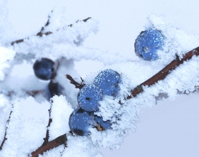 Schnee steht blauen Beeren gut