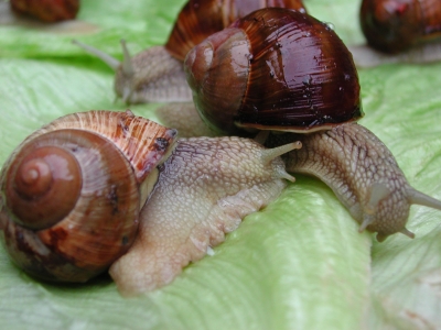 Weinbergschnecken