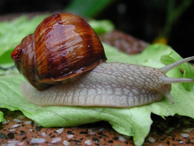 Weinbergschnecken