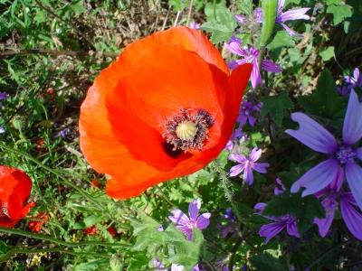 klatschmohn1