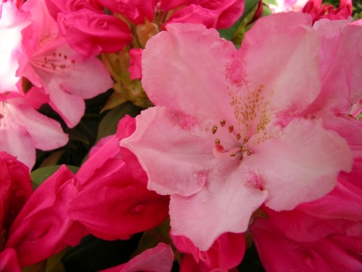 Rhododendron in pink