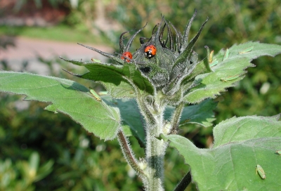 Marienkäfer