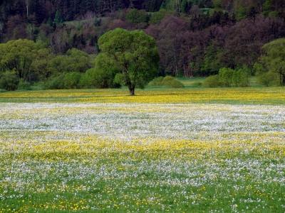 Blumenwiese