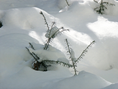 Zweige im Schnee