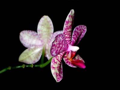 pinkweiße Orchidee