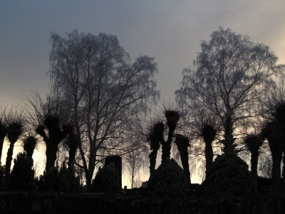 Bäume am Friedhof