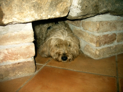 Hund am Kamin