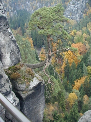 Im Felsen verwurzelt