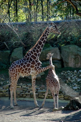 Giraffenmutter mit Nachwuchs
