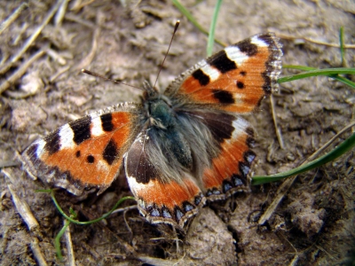 Schmetterling