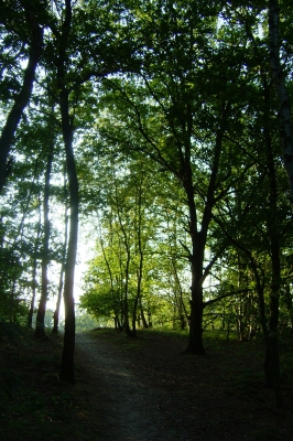Bäume in Bremen-Nord
