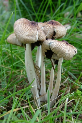 Pilze im Garten