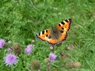 Schmetterling