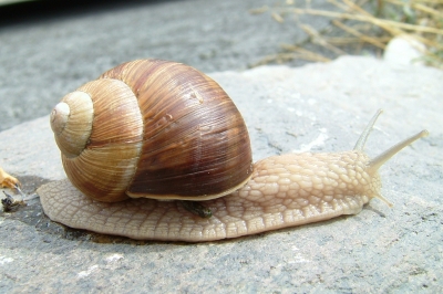 Weinbergschnecke