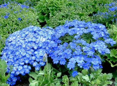 Blaues Blütenmeer