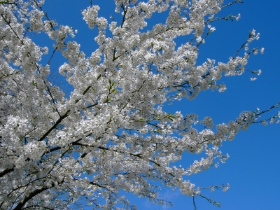 Kirschblüten im Frühling