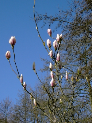 Magnolien