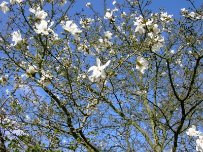 Weiße Magnolien