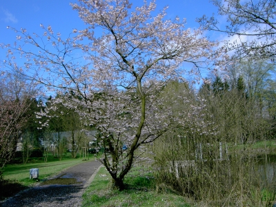 Park im Frühling