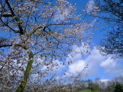 Kirschblüten im Frühling 2