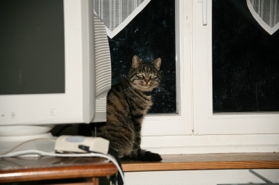 Katze auf Fenstersims