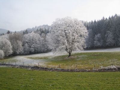 gruener Winter