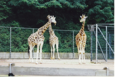 Giraffen