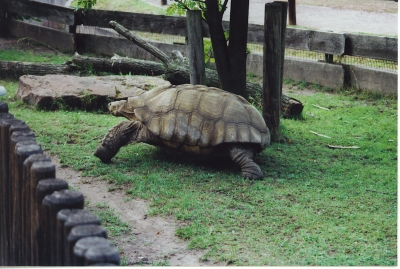 Schildkröte