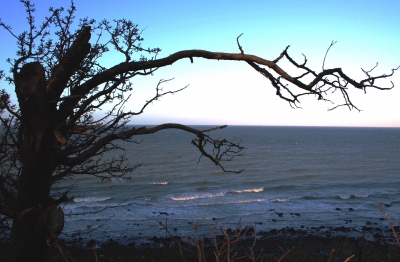 Ostsee und Baum