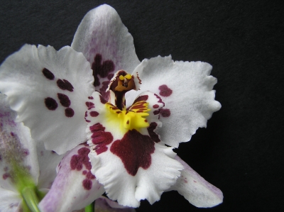 Orchideendetail