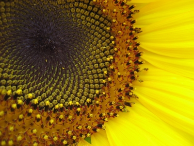 Detail Sonnenblume