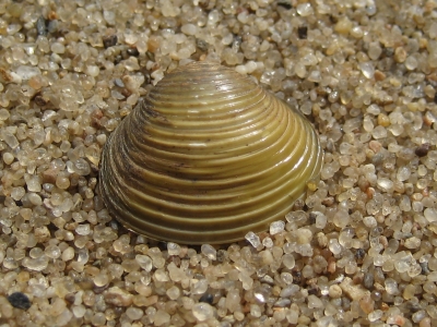Muschel im Sand