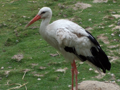 Klapperstorch ?